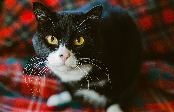 Rexie Roo the black and white cat with two legs on a red plaid blanket