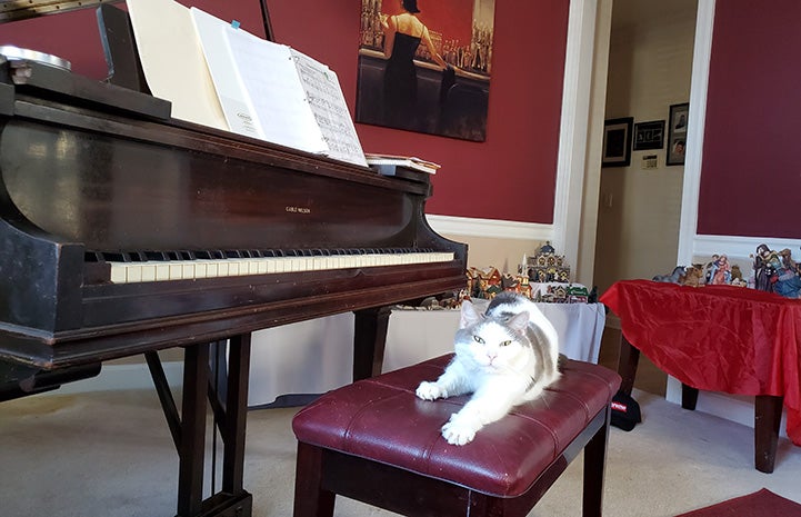 Gertrude the cat lying on a piano bench next to a grand piano