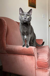 Ufro the cat sitting on the arm of a chair