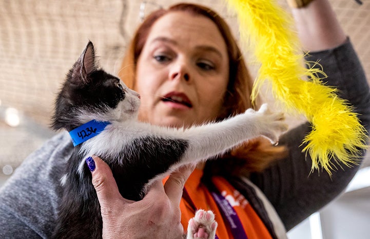 Woman playing with a yellow wand toy with a kitten