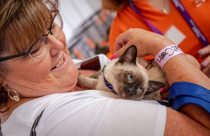 Smiling woman holding a chocolate point Siamese kitten