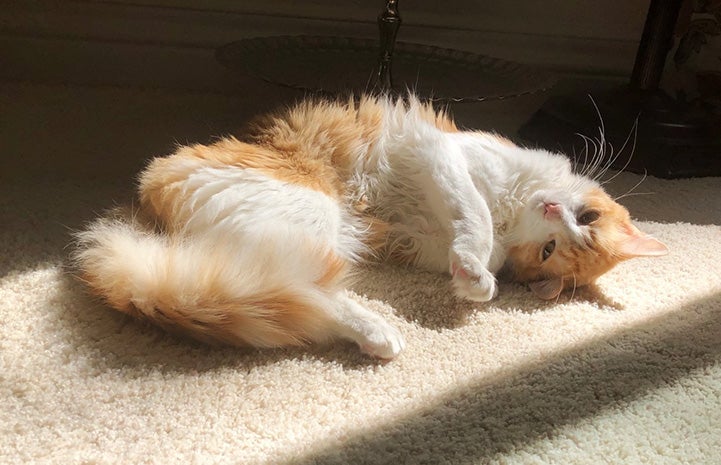 Kane the cat lying upside-down in a sunbeam