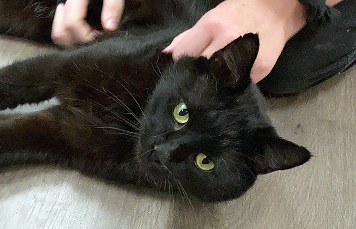 Dennis Quiad the black cat lying on his side with human hands petting him