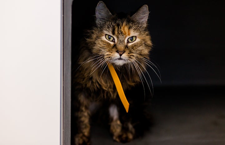 Tzipi has feline cerebellar hypoplasia (CH), sometimes called wobbly cat syndrome