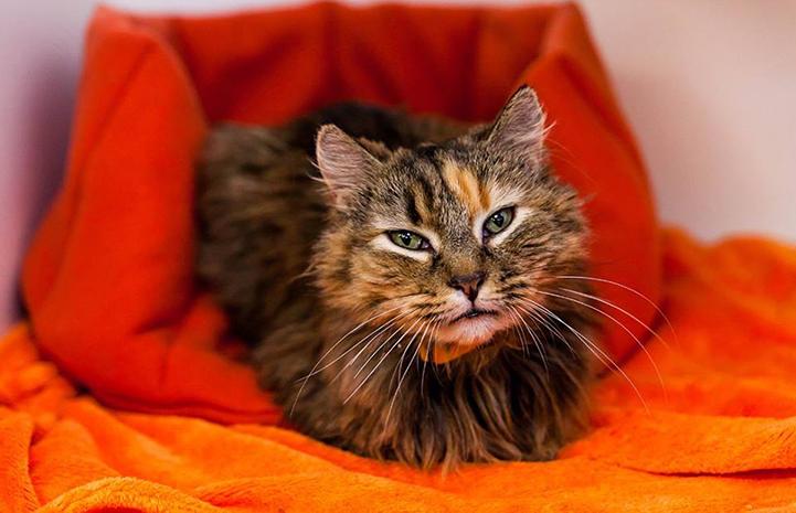 Tzipi the medium-hair tortoiseshell cat sitting like a loaf of bread in an orange bed