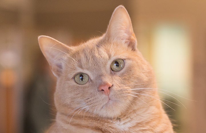 The face of orange tabby cat Westley