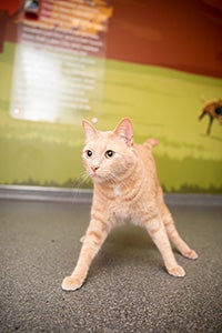 Westley the orange tabby cat standing up with legs splayed