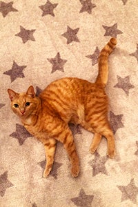 Westley the cat lying on a blanket with stars on it