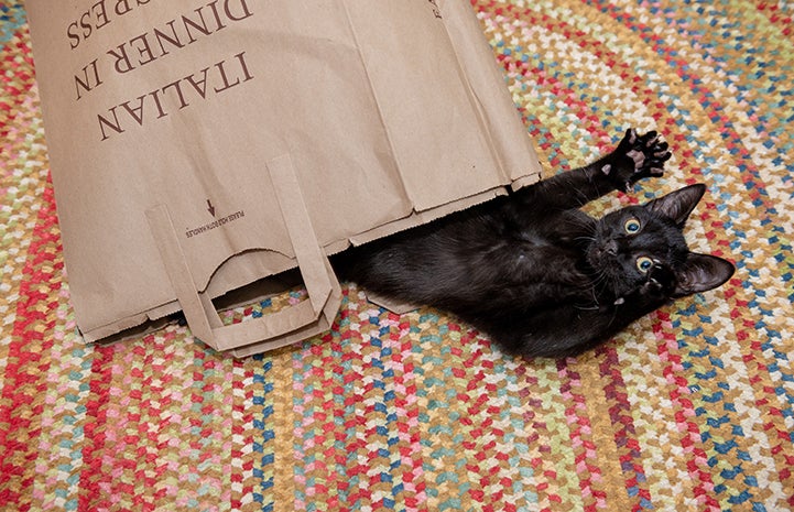 Jelly the black cat popping out of a brown paper bag