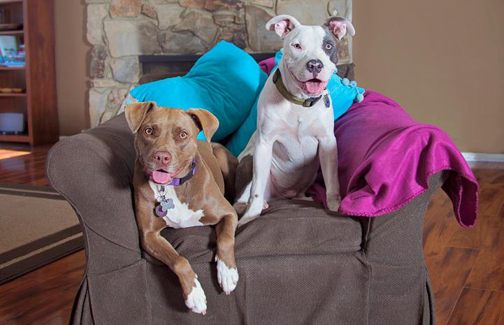 Pitbulls: Everything you need to know