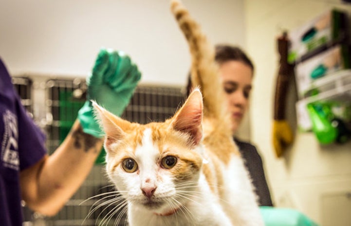 The Charlottesville-Albemarle SPCA was able to take every one of the shelter’s 41 adoptable cats, as well as five dogs