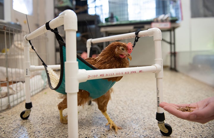 Polly Pocket the chicken in her "sling" wheelchair