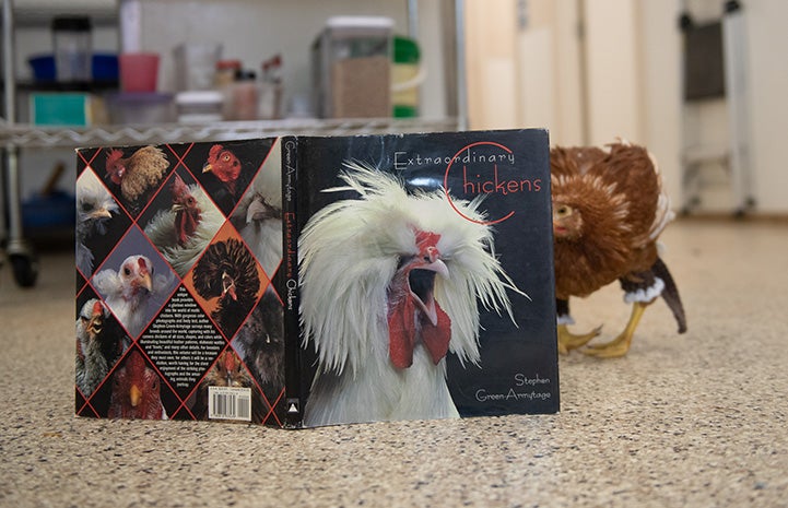 Polly Pocket the chicken wearing pants and looking at a book about chickens