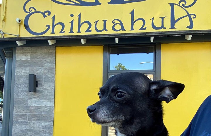 Chucky the Chihuahua being held in front of a sign that says, Chihuahua