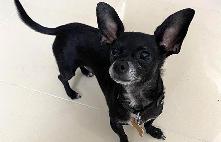 Chucky the Chihuahua on a tile floor looking up with upright ears