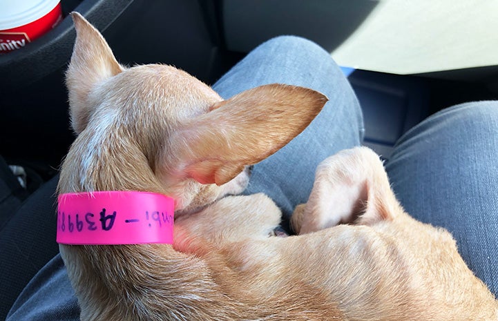 Bambi the Chihuahua wearing a pink ID collar lying on someone's lap