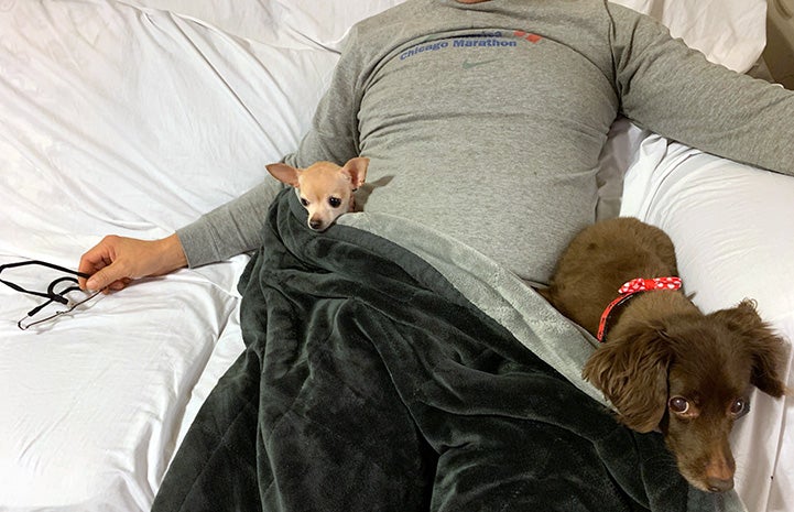 Bambi the Chihuahua lying in bed with her person and another dog