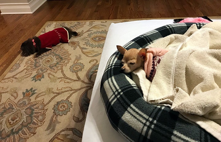Bambi the Chihuahua lying in a dog bed while another dog lies on a rug behind her