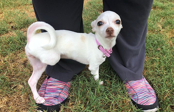 Ella the Chihuahua standing at the feet of a person