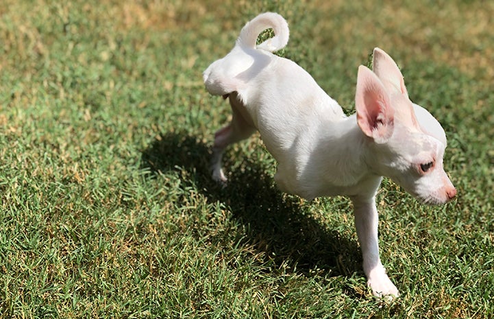 Ella the Chihuahua running in the grass