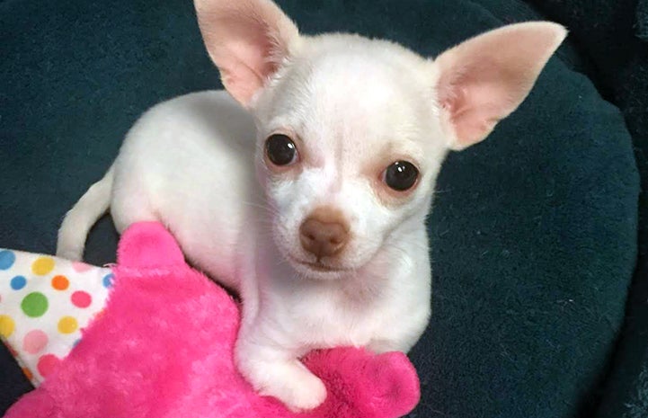 Ella the Chihuahua lying on a mat with her little leg on a pink toy