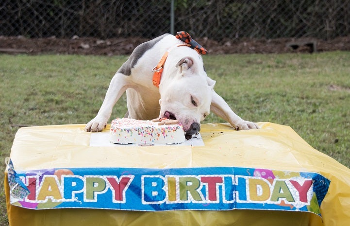 Dog eats birthday cake at party