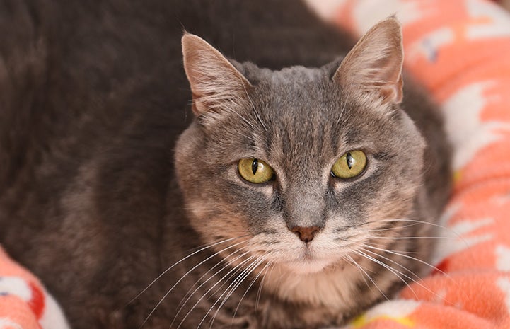 Full-figured Maxine the cat when she weighed 17 pounds