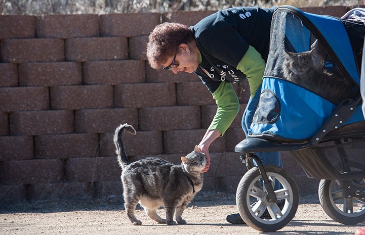 Maxine the cat getting a chin scratch from a woman who is also pushing a stroller holding another cat