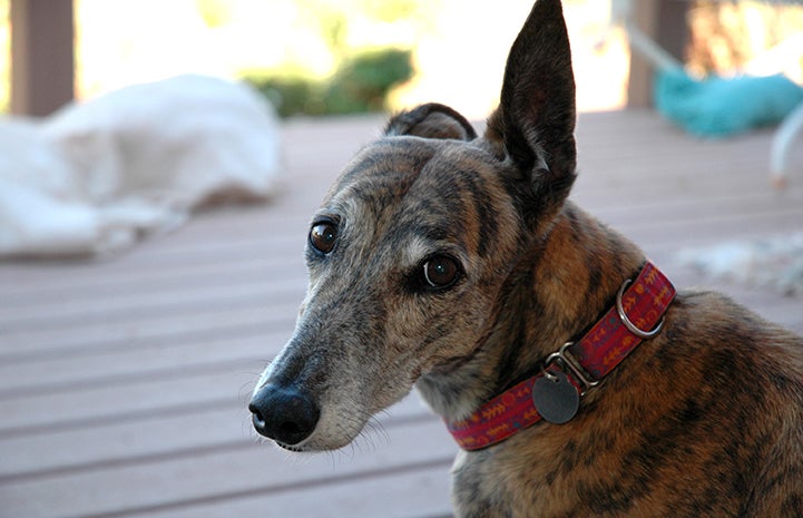 People love the gentle nature of greyhounds, like this sweet brindle greyhound