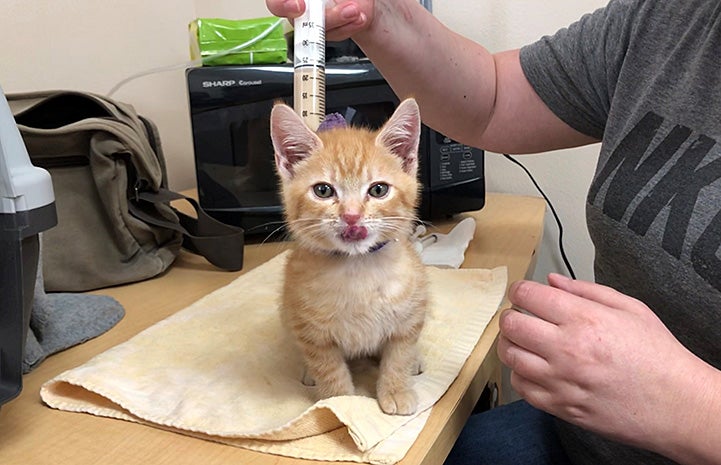 Tube best sale feeding kittens