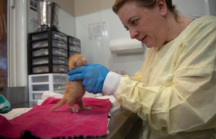 Janice wearing a protective gown and gloves and holding Tony the tiny orange tabby kitten