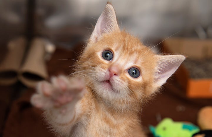 Tony the orange kitten reaching up with his little paw