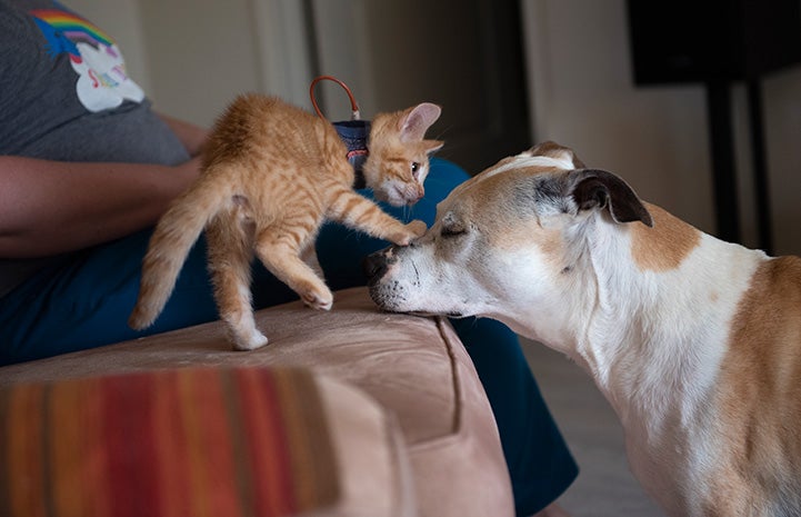 Tony the orange tabby kitten playing with a dog in his foster home