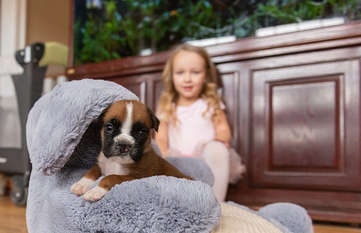 Taco the puppy with a cleft palate on an elephant pillow with a young girl behind him