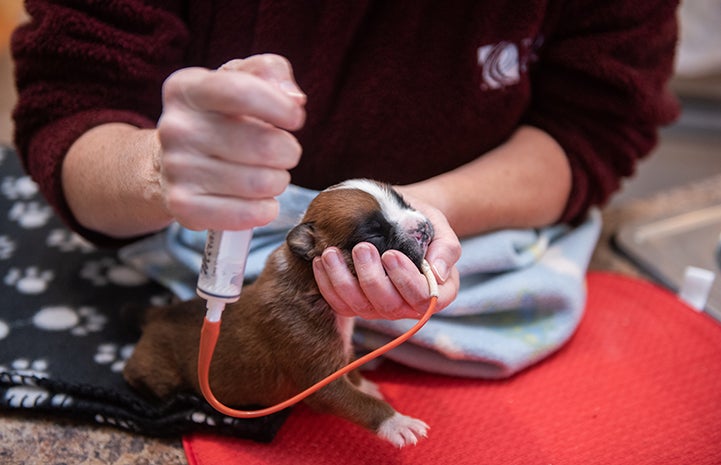 Taco the puppy had to be fed through a tube because of his cleft palate