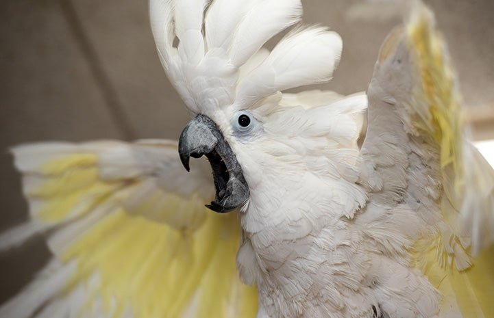 Lollipop the cockatoo with crest up and wings spread