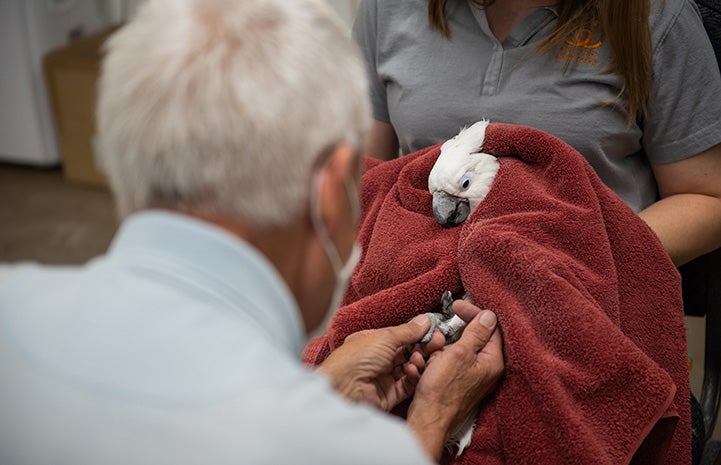Volunteer Rick Eddy holding the feet of Lollipop the cockatoo, who is being held in a towel
