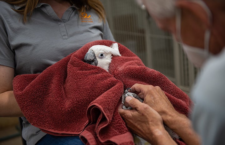 Lollipop the cockatoo being held in a towel and getting massaged by volunteer Rick Eddy
