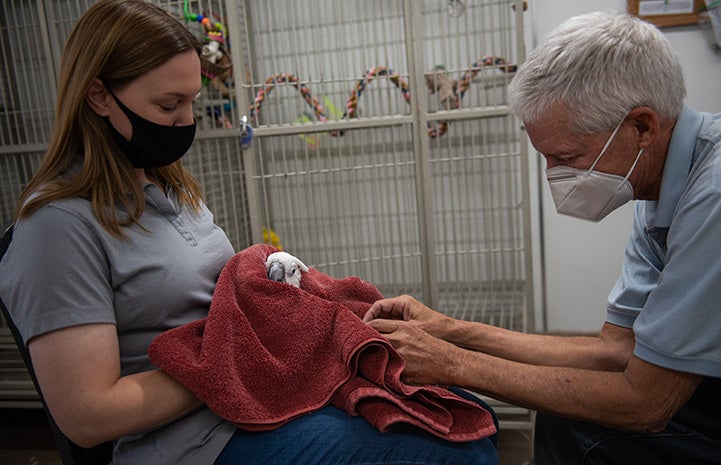 Person holding Lollipop the cockatoo in a towel while volunteer Rick Eddy does muscle alignment and restoration on the parrot's feet