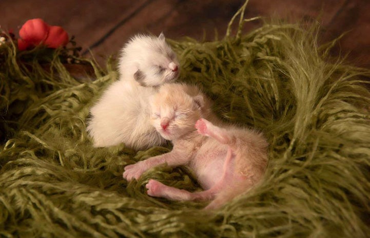 Two neonatal kittens lying on a light green fluffy blanket made in to a nest