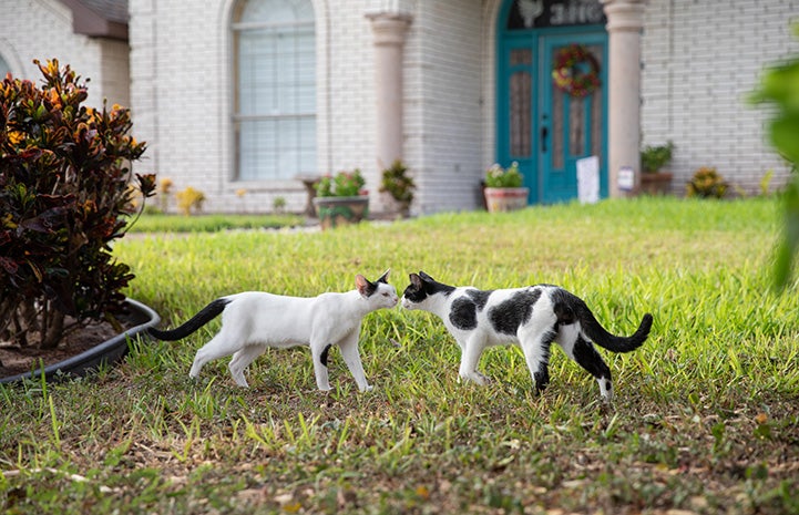 Two community cats nose-to-nose in a person's yard