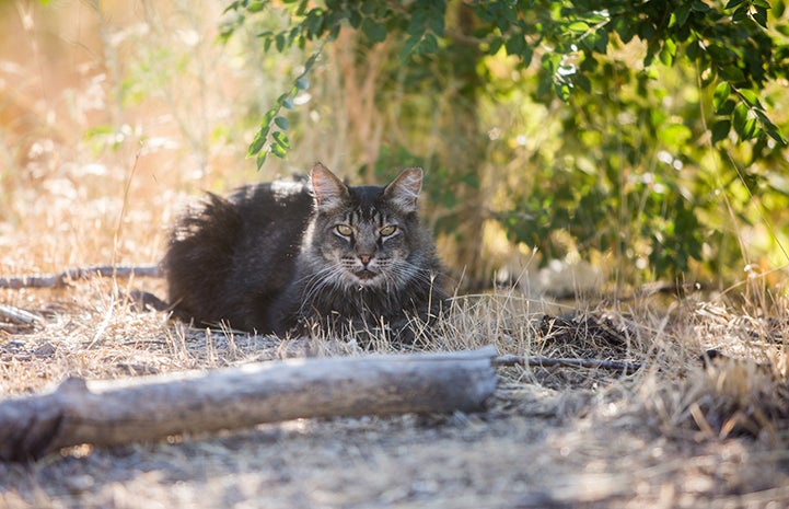 Brown tabby community cat with an ear tip in some grass under a tree