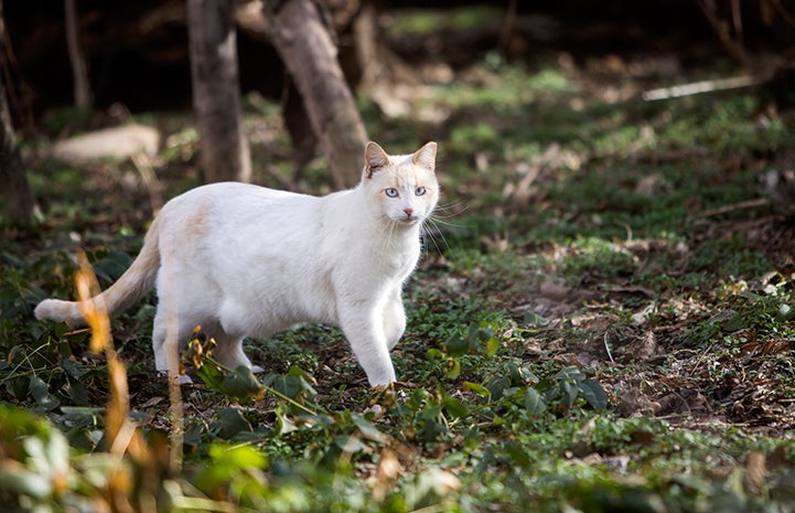 Siamese mix community cat with ear tip walking in the woods