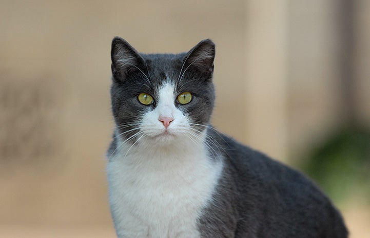 Gray and white ear-tipped community cat