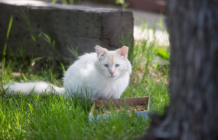 Cream colored community cat with blue eyes and an ear tip behind a small box full of cat food