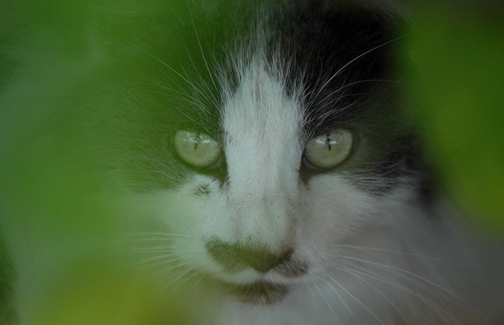 Gray and white community cat behind some green foliage