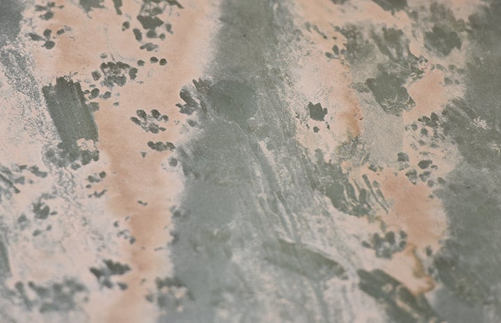 Some dusty cat paw prints in a shed are the only proof they are there
