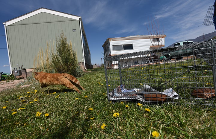TNR also improves the health and welfare of cats, orange tabby cat running after being released from a humane trap