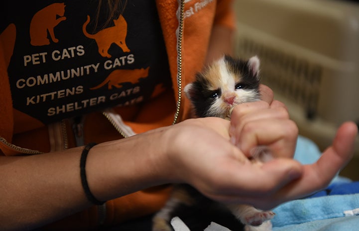 The bathrooms at Sevier County Fairground became an impromptu kitten nursery, with a person syringe feeding a young calico kitten