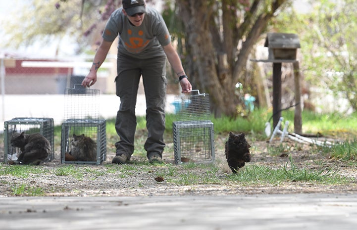 After being spayed or neutered and vaccinated, cats are released at the same location where they were humanely trapped